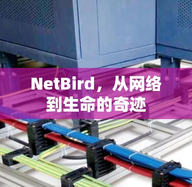 NetBird,从网络到生命的奇迹 NetBird,从网络到生命的奇迹